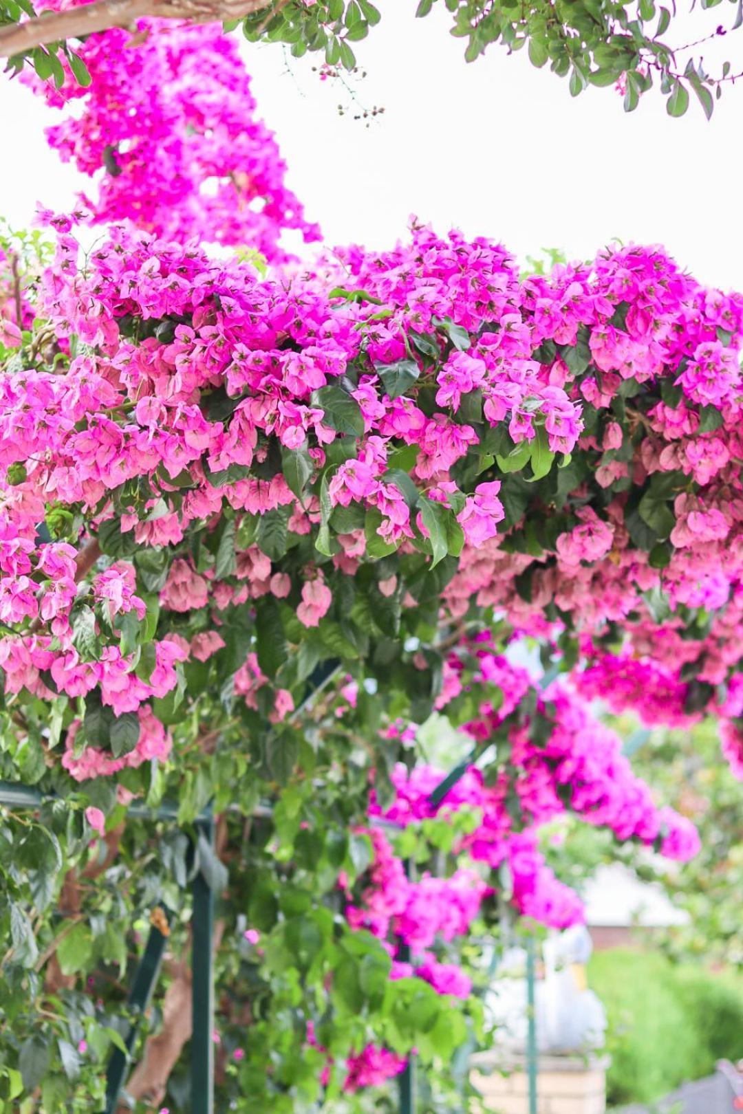 Hilja'S Oliven Garden Bungalows Ulcinj Exterior photo